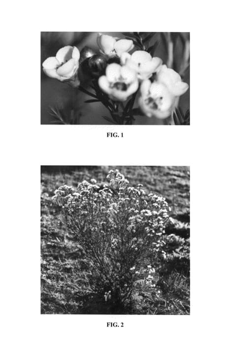 Figure 1 of US plant patent PP26317, the photograph of Moonlight Delight printed in the patent.