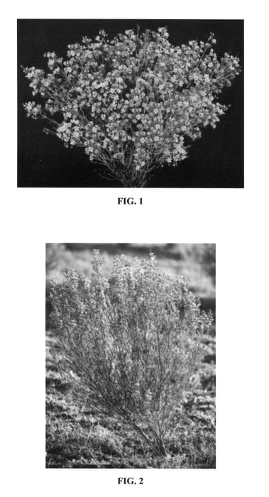 Figure 1 of US plant patent PP26318, the photograph of Strawberry Surprise printed in the patent.