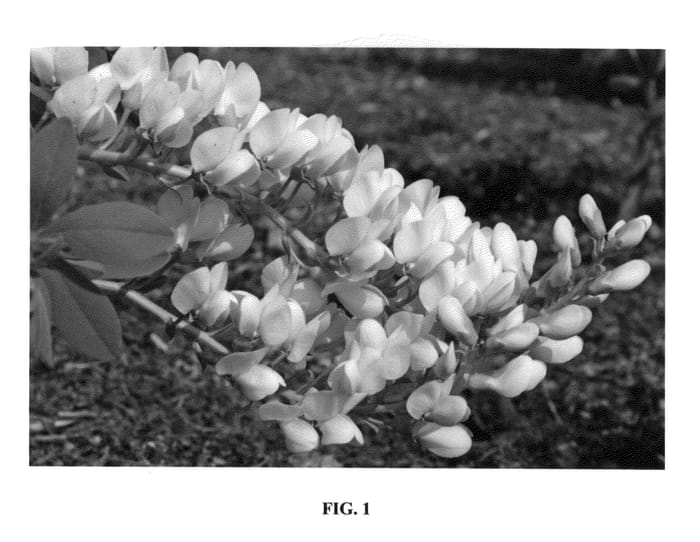 Figure 1 of US plant patent PP26319, the photograph of Spilled Buttermilk printed in the patent.