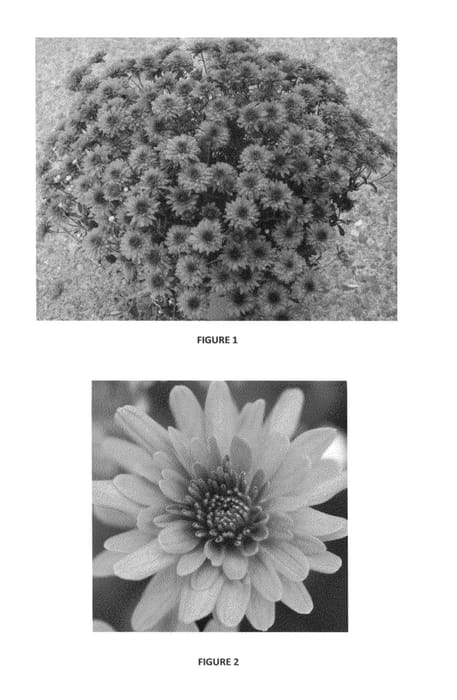 Figure 1 of US plant patent PP26321, the photograph of CIFZ0014 printed in the patent.