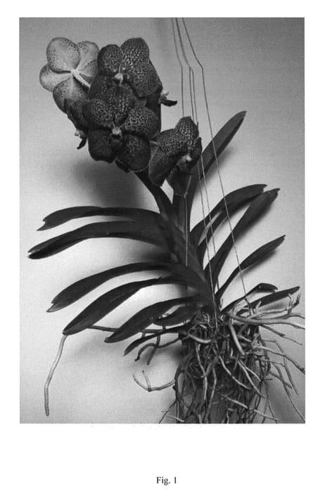 Figure 1 of US plant patent PP26322, the photograph of SPCDW1205 printed in the patent.