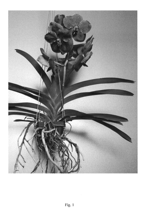 Figure 1 of US plant patent PP26323, the photograph of SPCDW1209 printed in the patent.
