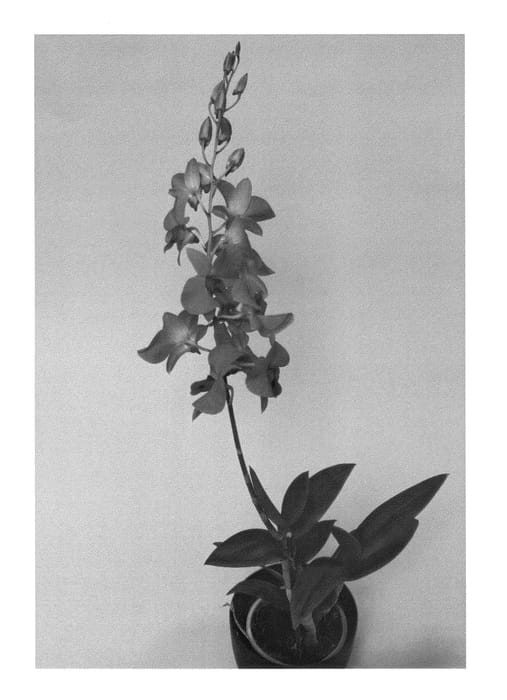 Figure 1 of US plant patent PP26324, the photograph of SPCDW1007 printed in the patent.