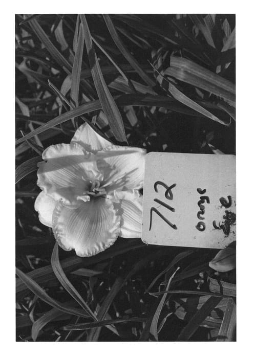 Figure 1 of US plant patent PP26325, the photograph of WF 712 printed in the patent.