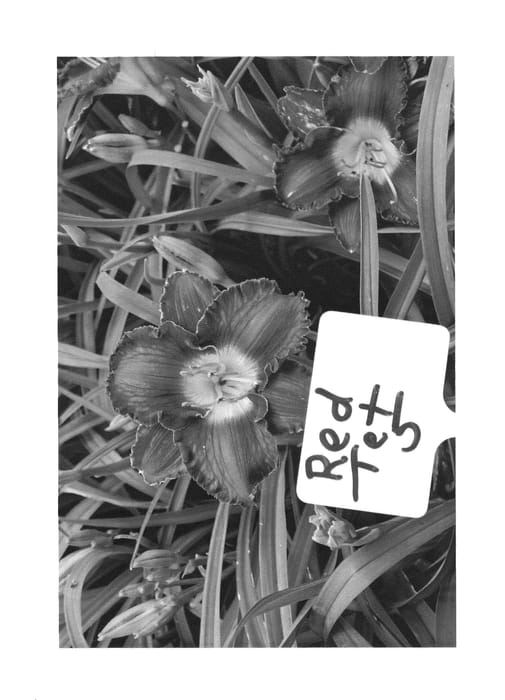 Figure 1 of US plant patent PP26326, the photograph of R5 printed in the patent.