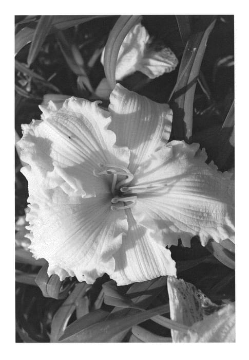 Figure 1 of US plant patent PP26327, the photograph of WF7-155 printed in the patent.