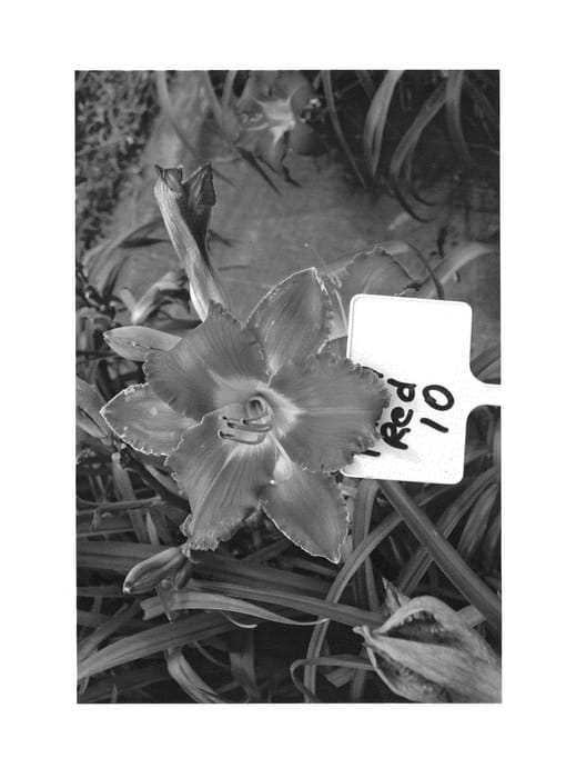 Figure 1 of US plant patent PP26328, the photograph of R10 printed in the patent.