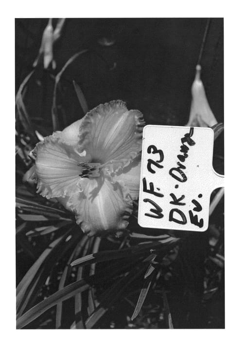 Figure 1 of US plant patent PP26329, the photograph of WF 73 printed in the patent.