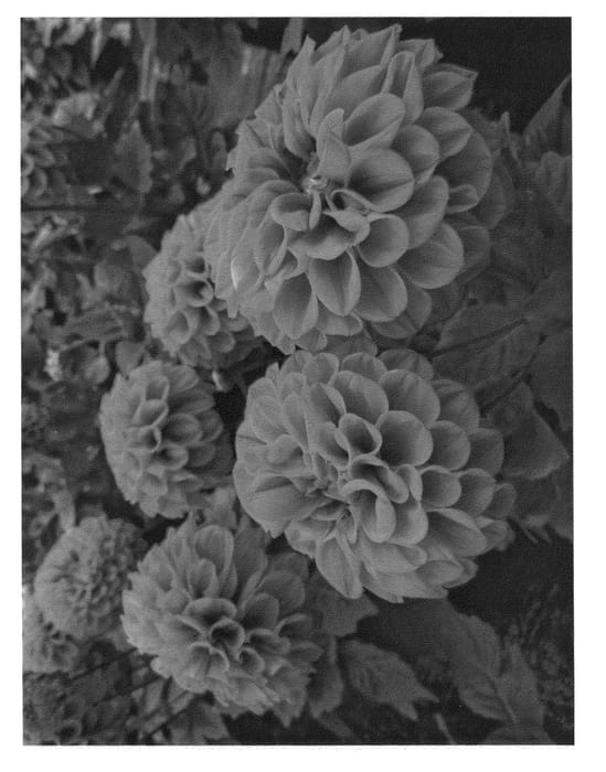 Figure 1 of US plant patent PP26330, the photograph of LODABALVIO printed in the patent.