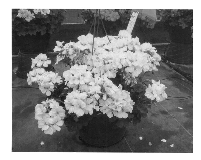 Figure 1 of US plant patent PP26331, the photograph of KLEIZ13338 printed in the patent.
