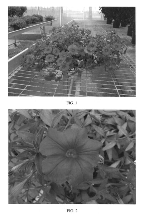 Figure 1 of US plant patent PP26332, the photograph of SAKPXC012 printed in the patent.