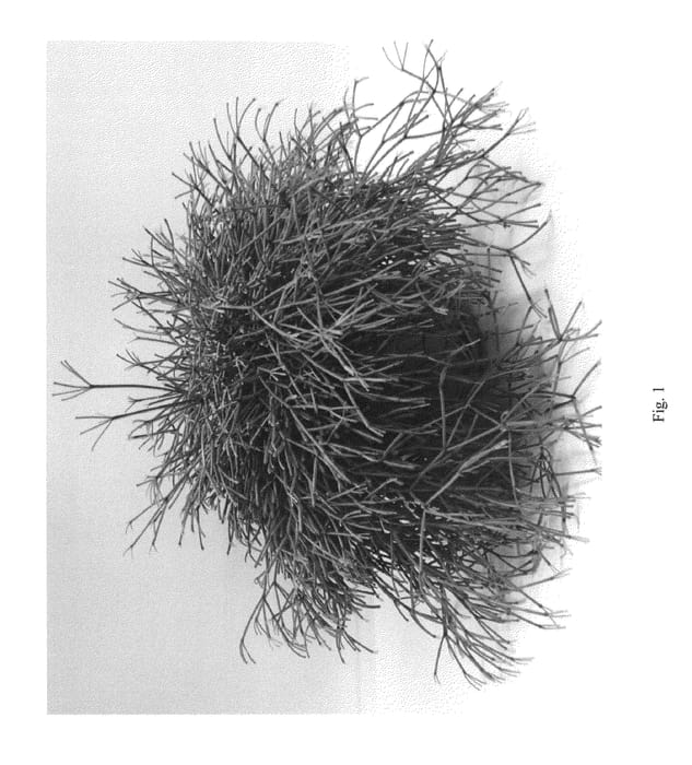 Figure 1 of US plant patent PP26333, the photograph of RUITSWEET printed in the patent.
