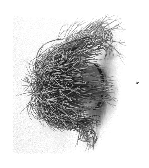 Figure 1 of US plant patent PP26334, the photograph of RUITMAGI printed in the patent.