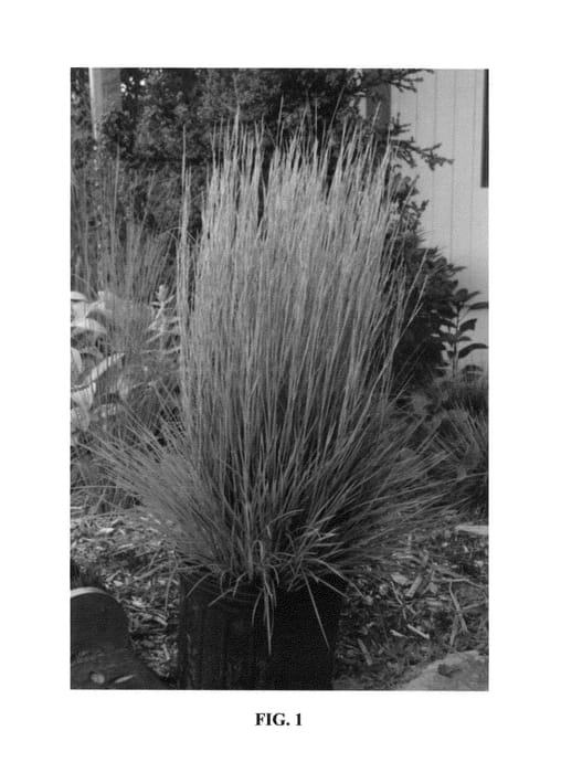 Figure 1 of US plant patent PP26335, the photograph of Prairie Munchkin printed in the patent.