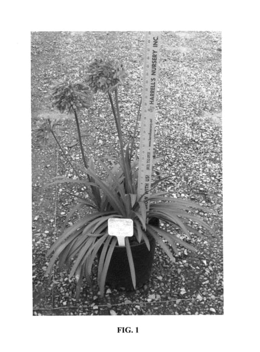 Figure 1 of US plant patent PP26336, the photograph of ANDBIN printed in the patent.