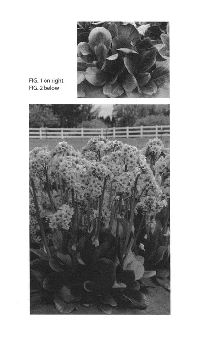 Figure 1 of US plant patent PP26337, the photograph of Spring Fling printed in the patent.