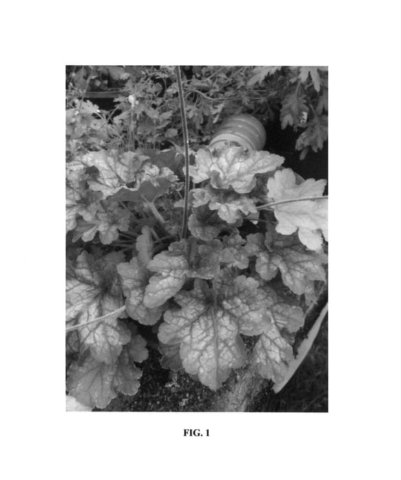 Figure 1 of US plant patent PP26338, the photograph of Silver Heart printed in the patent.