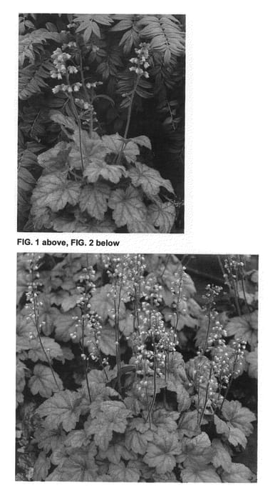 Figure 1 of US plant patent PP26339, the photograph of Grape Soda printed in the patent.