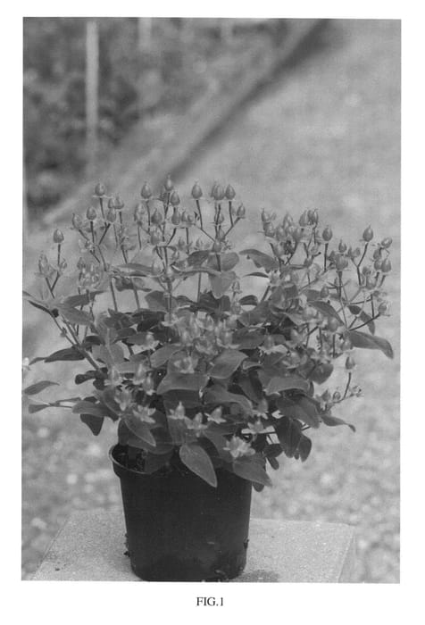 Figure 1 of US plant patent PP26340, the photograph of RUIHYH009A printed in the patent.