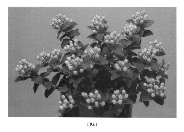 Figure 1 of US plant patent PP26341, the photograph of RUIHYH002A printed in the patent.