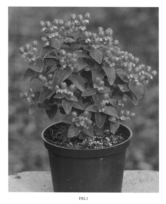 Figure 1 of US plant patent PP26342, the photograph of RUIHYG219A printed in the patent.