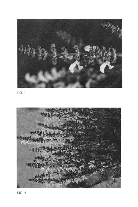 Figure 1 of US plant patent PP26343, the photograph of Pink Dawn printed in the patent.