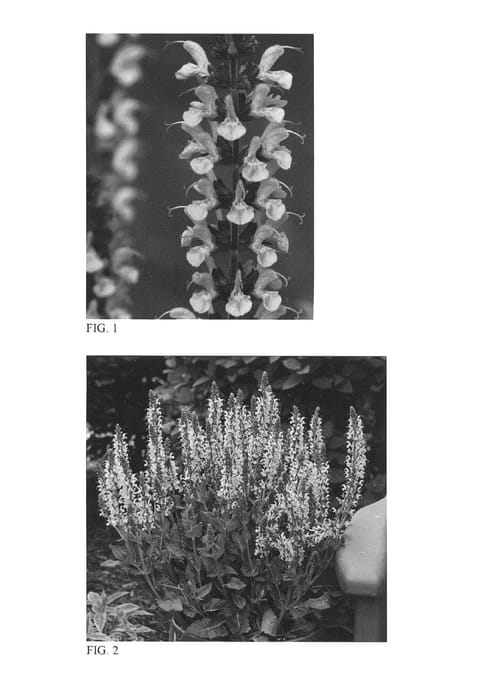 Figure 1 of US plant patent PP26344, the photograph of Crystal Blue printed in the patent.