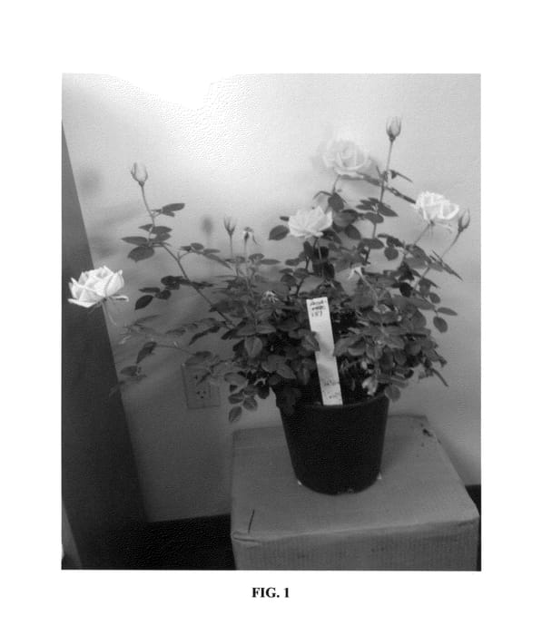 Figure 1 of US plant patent PP26345, the photograph of SFROSA151 printed in the patent.