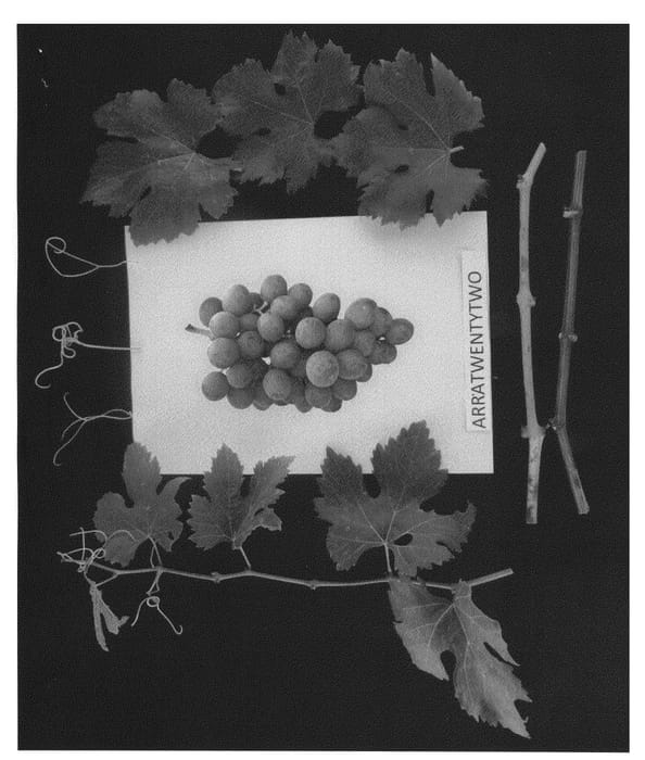 Figure 1 of US plant patent PP26346, the photograph of ARRATWENTYTWO printed in the patent.