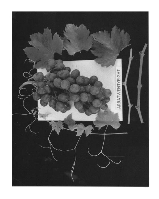 Figure 1 of US plant patent PP26347, the photograph of ARRATWENTYEIGHT printed in the patent.