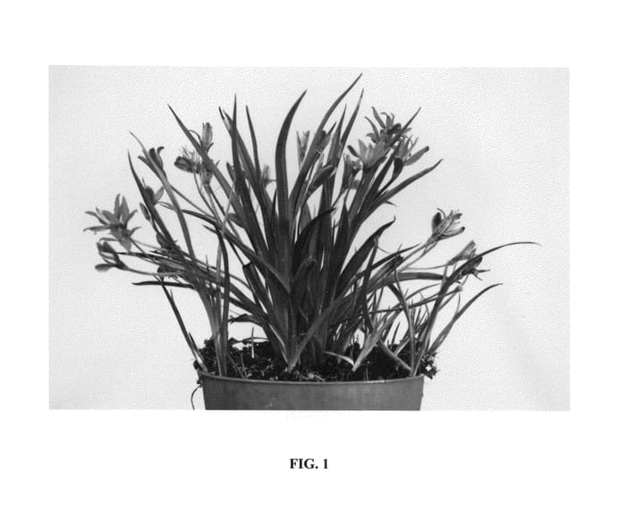 Figure 1 of US plant patent PP26348, the photograph of Hil2008-02 printed in the patent.