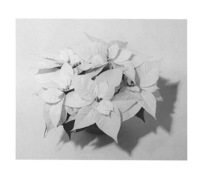 Figure 1 of US plant patent PP26349, the photograph of NPCW13211 printed in the patent.