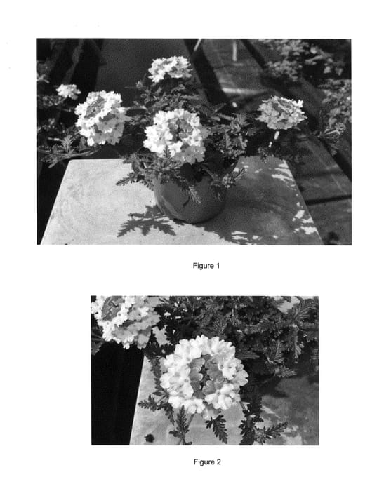 Figure 1 of US plant patent PP26350, the photograph of VEAZ0021 printed in the patent.