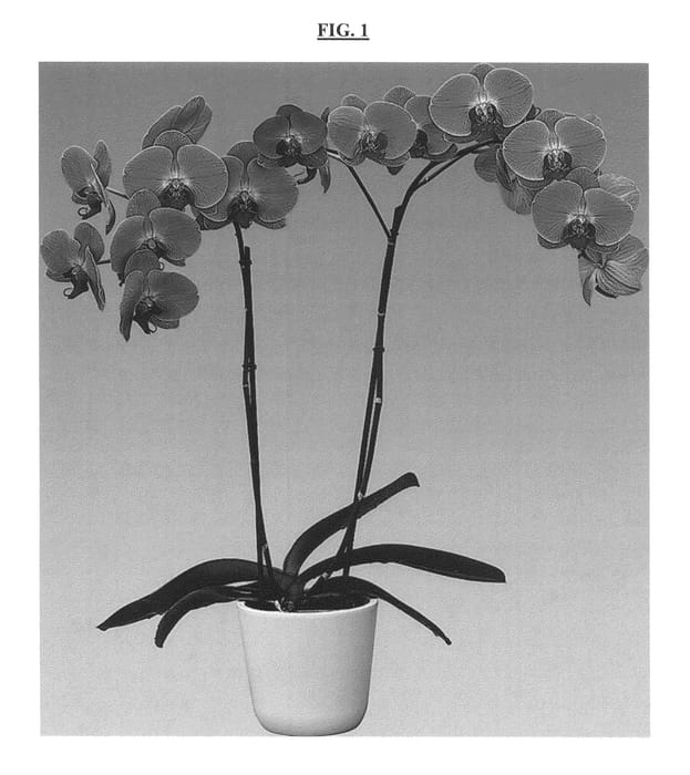 Figure 1 of US plant patent PP26351, the photograph of Jazz printed in the patent.