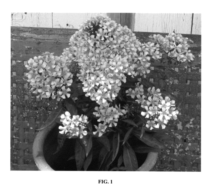 Figure 1 of US plant patent PP26352, the photograph of Jordan Schuster printed in the patent.
