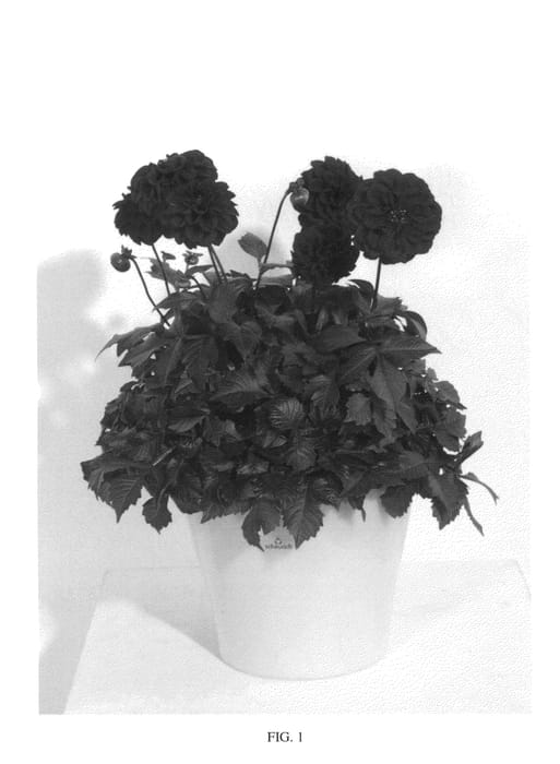 Figure 1 of US plant patent PP26353, the photograph of KLEDH13037 printed in the patent.