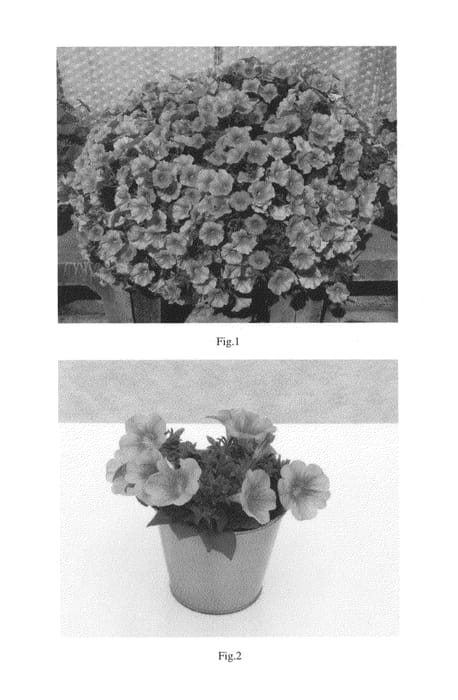 Figure 1 of US plant patent PP26354, the photograph of KLEPH13227 printed in the patent.