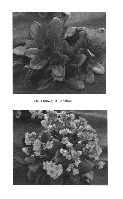 Figure 1 of US plant patent PP26355, the photograph of Flirt printed in the patent.