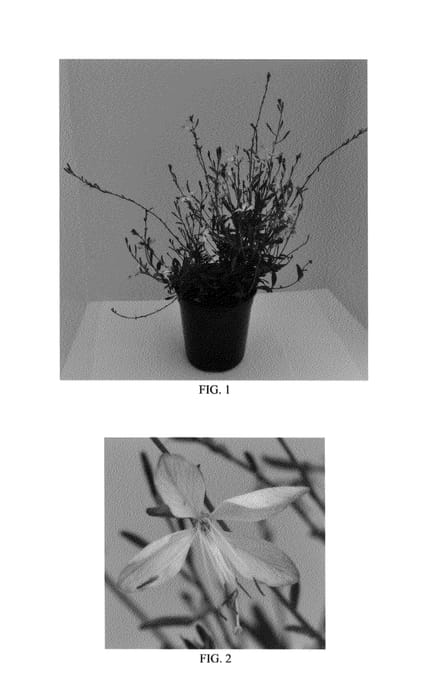 Figure 1 of US plant patent PP26356, the photograph of Little Janie printed in the patent.