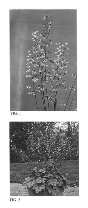 Figure 1 of US plant patent PP26357, the photograph of Berry Timeless printed in the patent.