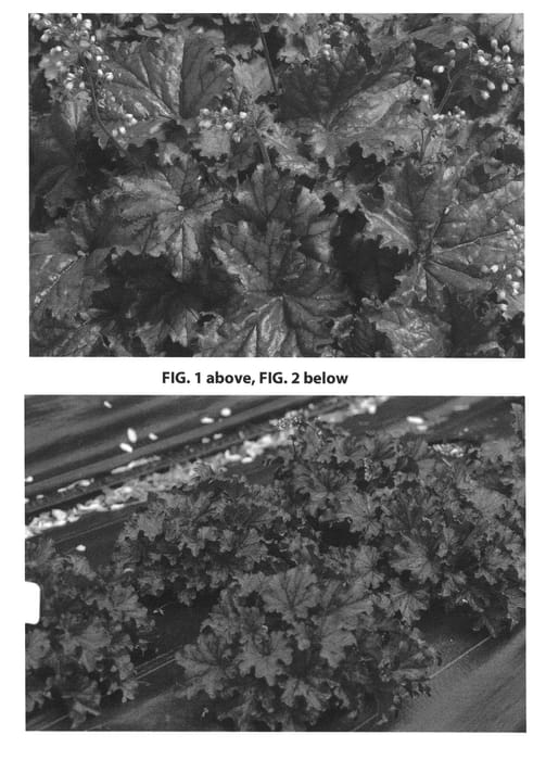 Figure 1 of US plant patent PP26358, the photograph of TNHEUFP printed in the patent.