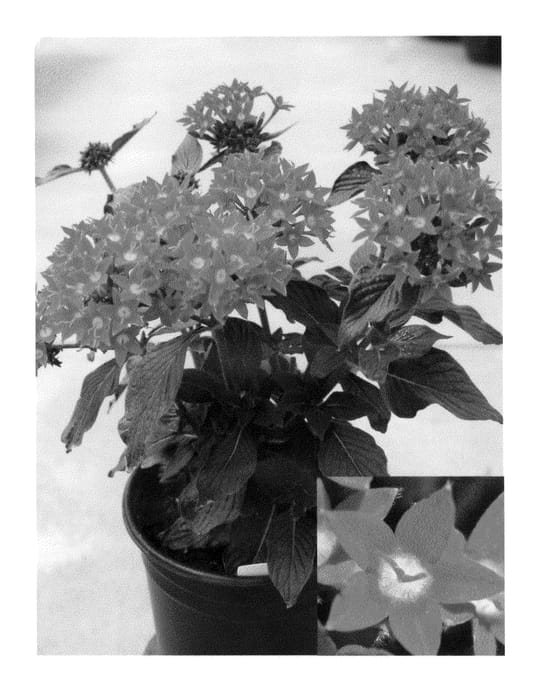 Figure 1 of US plant patent PP26359, the photograph of PEZZ0004 printed in the patent.