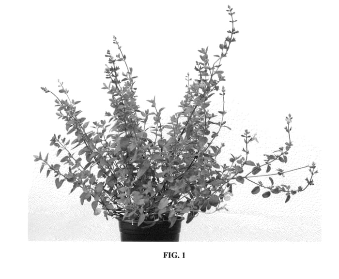 Figure 1 of US plant patent PP26360, the photograph of Violin Music printed in the patent.