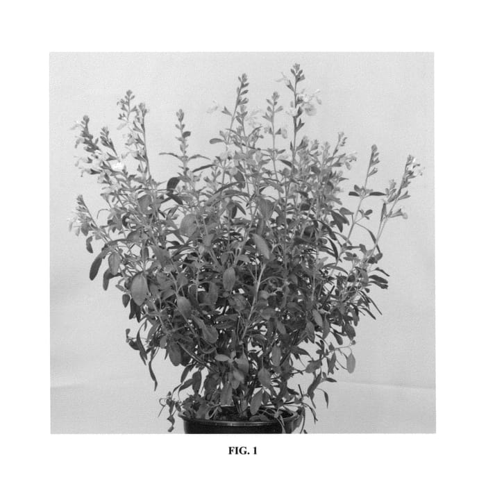 Figure 1 of US plant patent PP26361, the photograph of Salmon Dance printed in the patent.