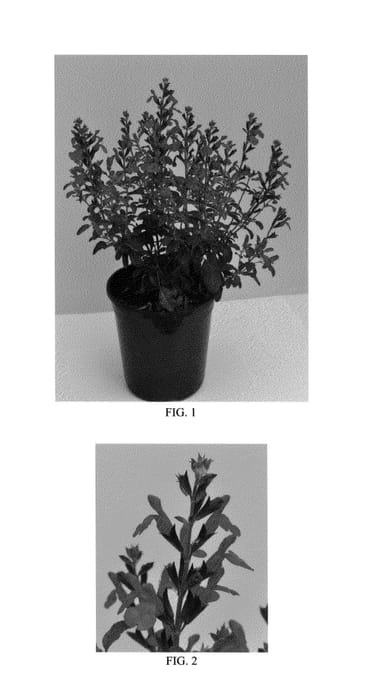 Figure 1 of US plant patent PP26362, the photograph of Radio Red printed in the patent.