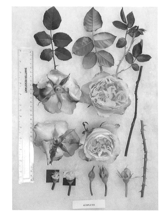 Figure 1 of US plant patent PP26363, the photograph of AUSpluto printed in the patent.