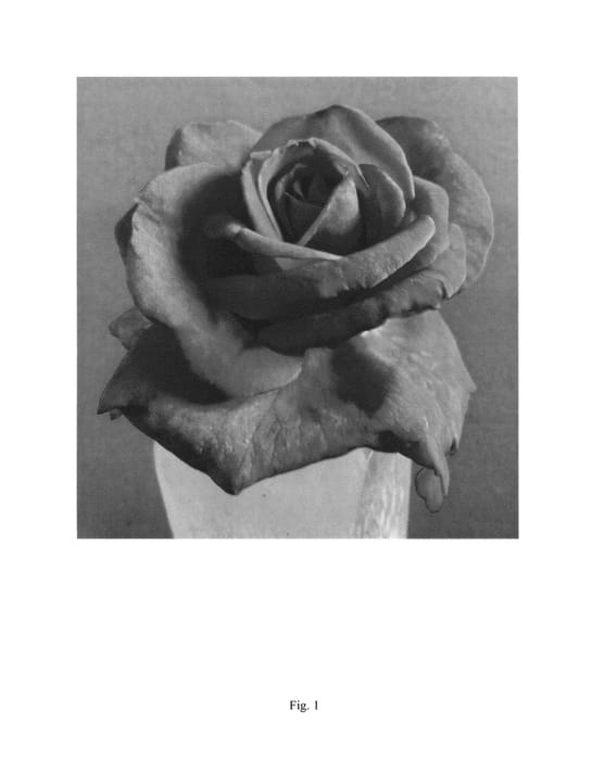 Figure 1 of US plant patent PP26364, the photograph of GRAppl printed in the patent.