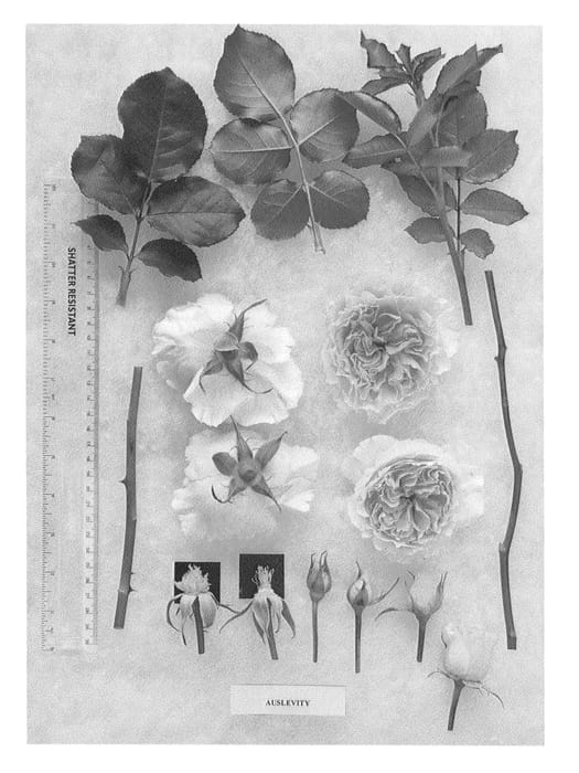Figure 1 of US plant patent PP26365, the photograph of AUSlevity printed in the patent.