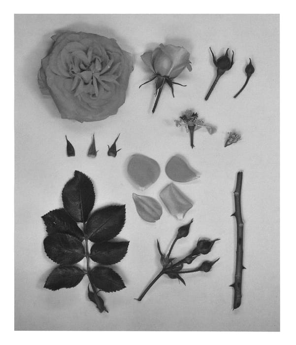 Figure 1 of US plant patent PP26366, the photograph of KORfloci54 printed in the patent.