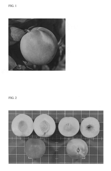 Figure 1 of US plant patent PP26367, the photograph of Amoore Sweet printed in the patent.